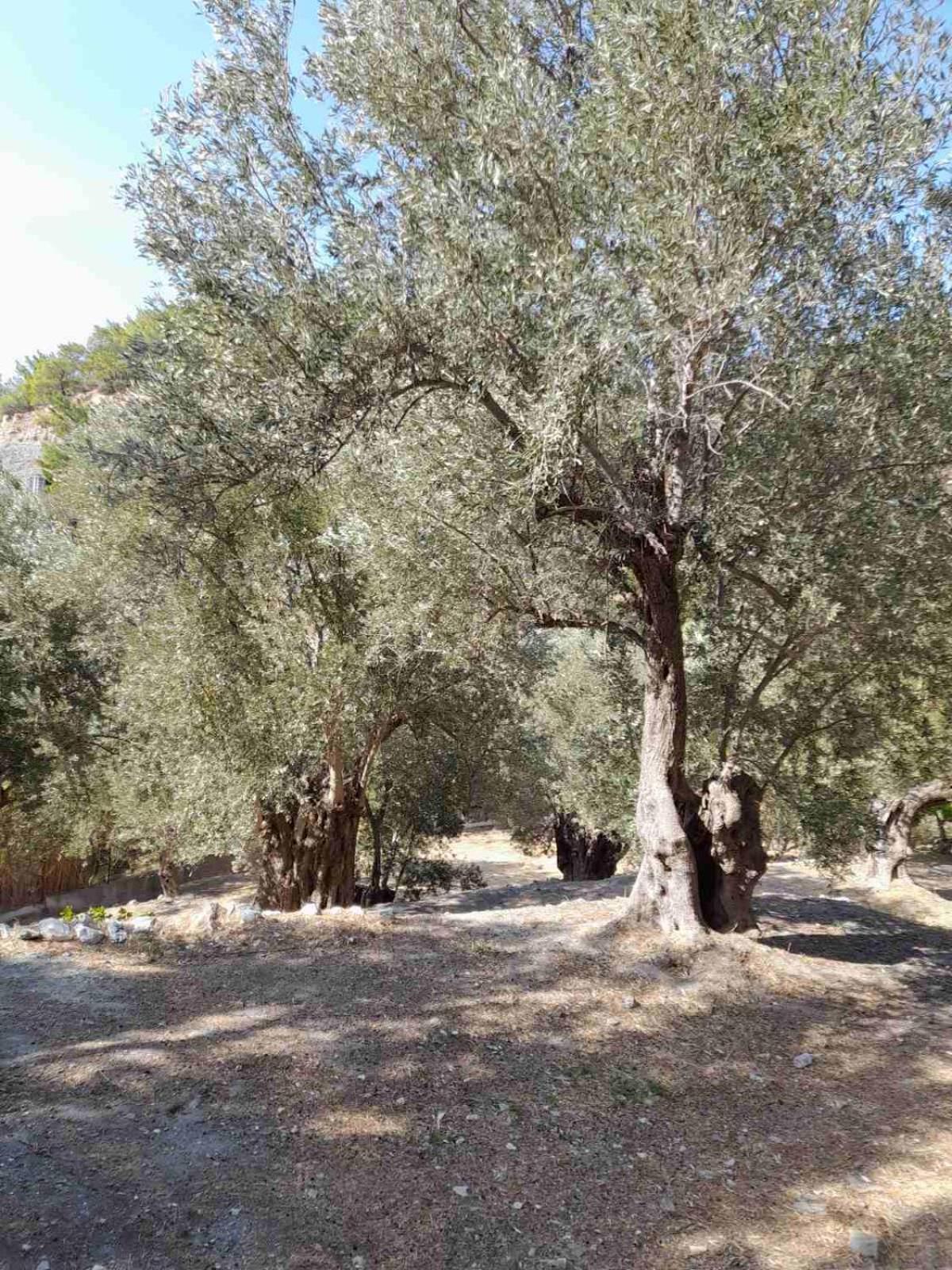Δωμάτια Κόκκινος Πύργος Plomari Eksteriør billede
